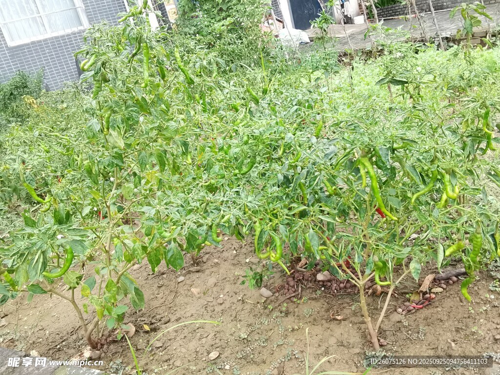 户外绿植丛生景象