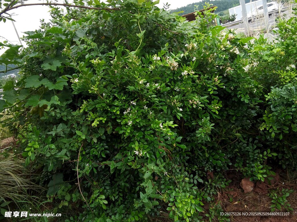 茂盛绿植景观
