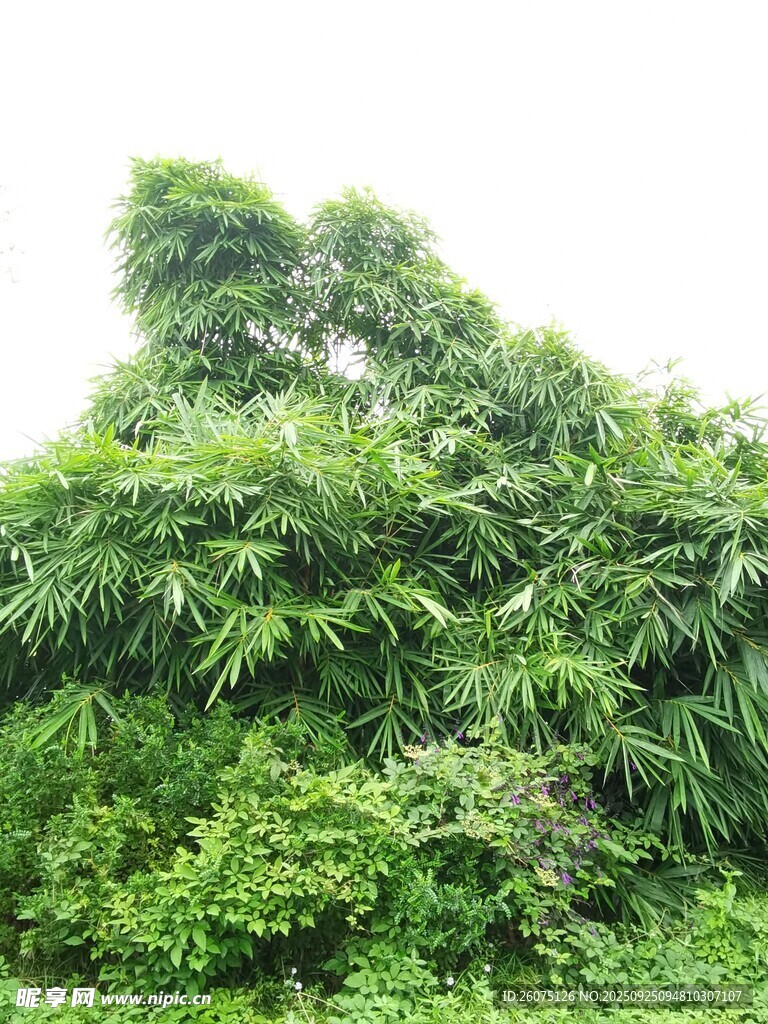 茂密竹林绿意盎然