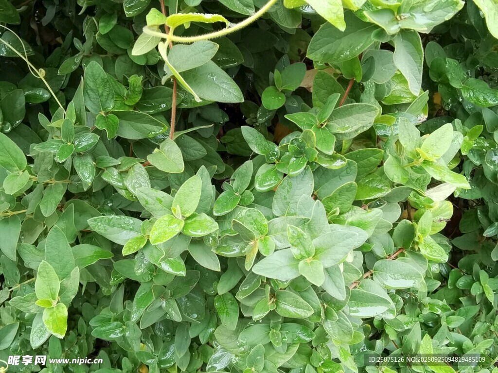 翠绿繁茂的植物叶片