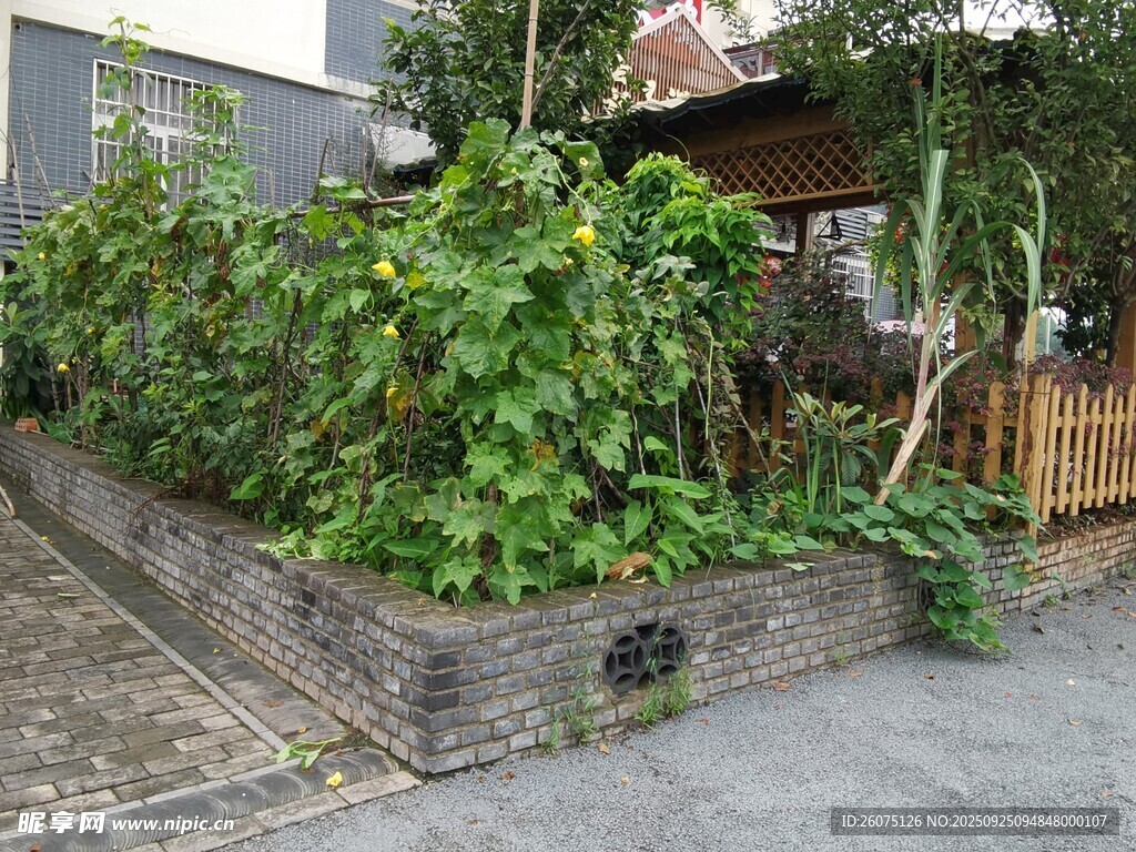 庭院绿植景观一角