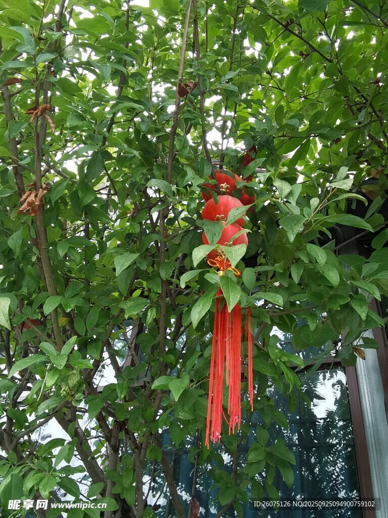 树上挂着的红色祈福条