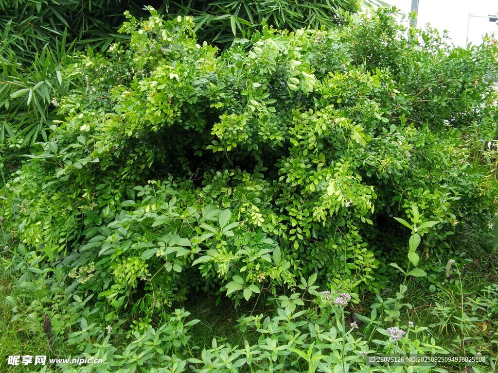 茂盛绿植景观