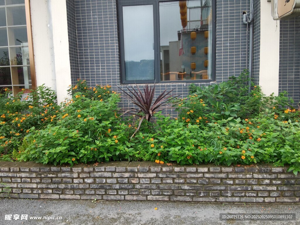 门前绿植景观