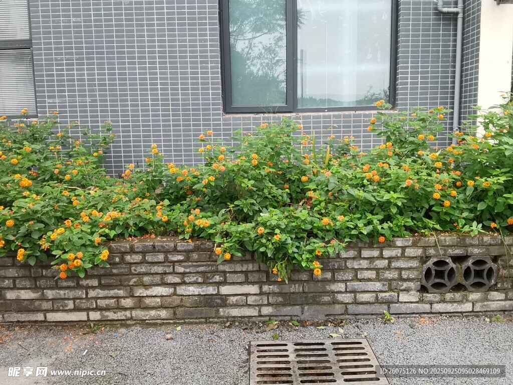 墙边绽放的多彩花卉