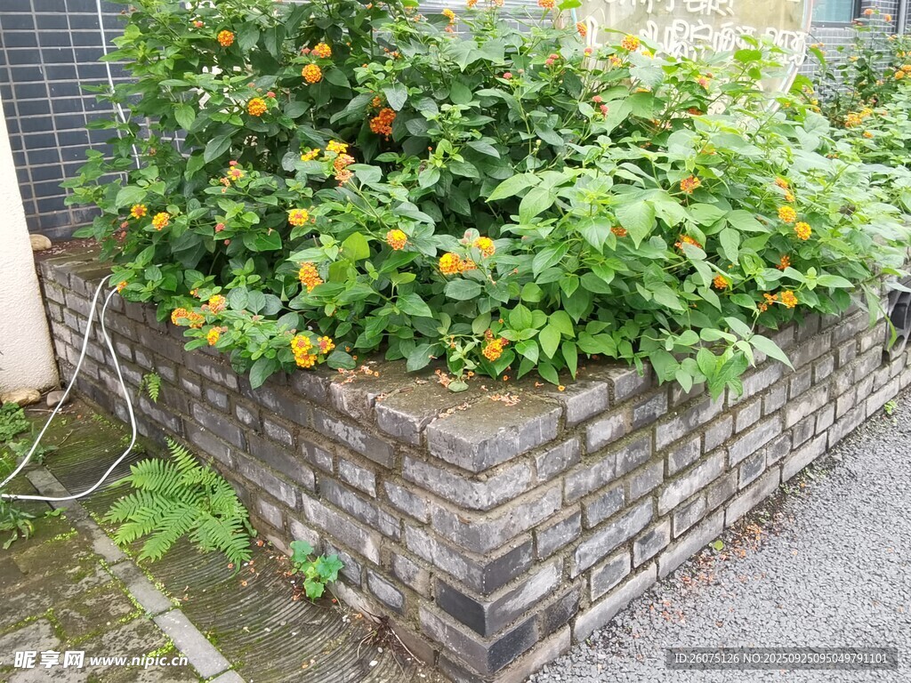 砖砌花坛里的繁茂绿植