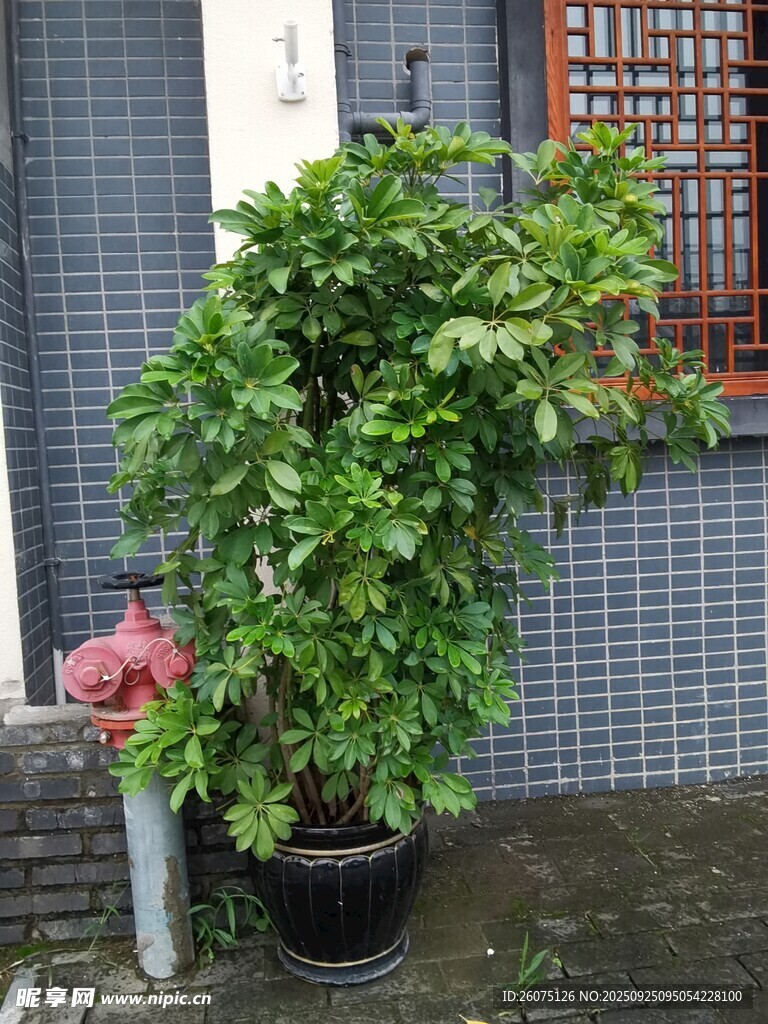 盆栽绿植装点古朴角落