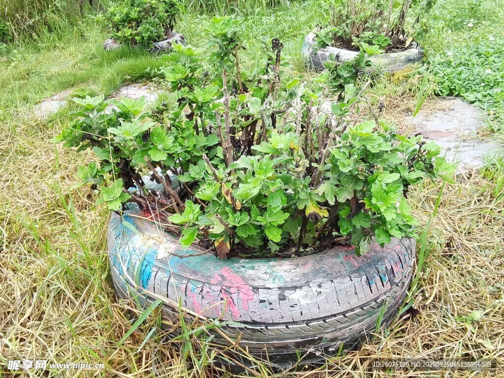旧轮胎变身创意绿植花盆