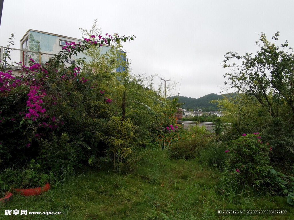 野外繁茂花草绿植景象
