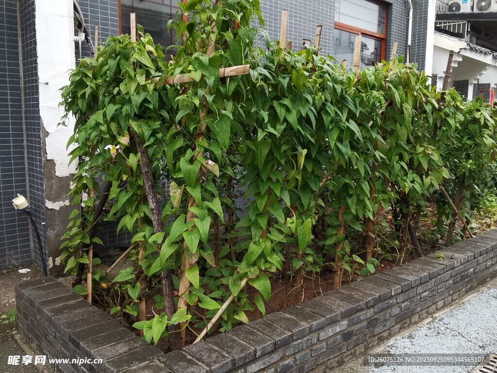 墙边繁茂绿植景观