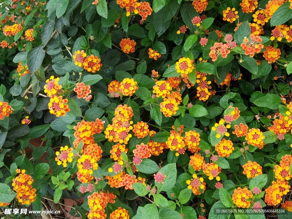 橙黄小花绽放绿叶间