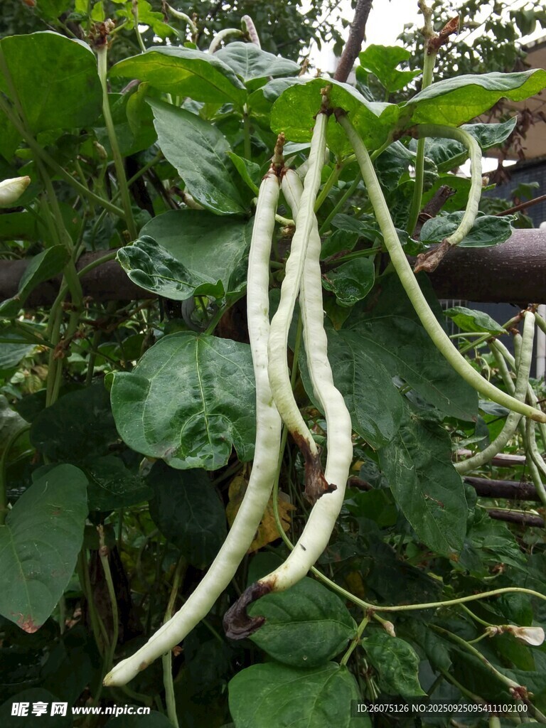 藤蔓上的长豆角