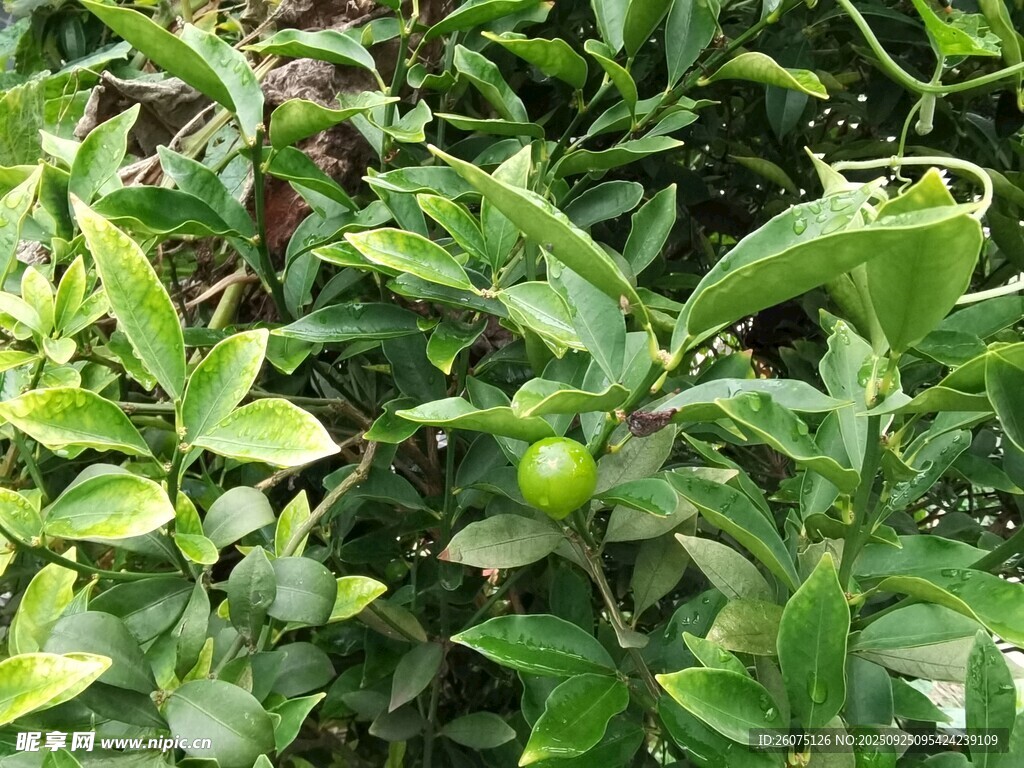青绿色柑橘挂在繁茂枝叶间