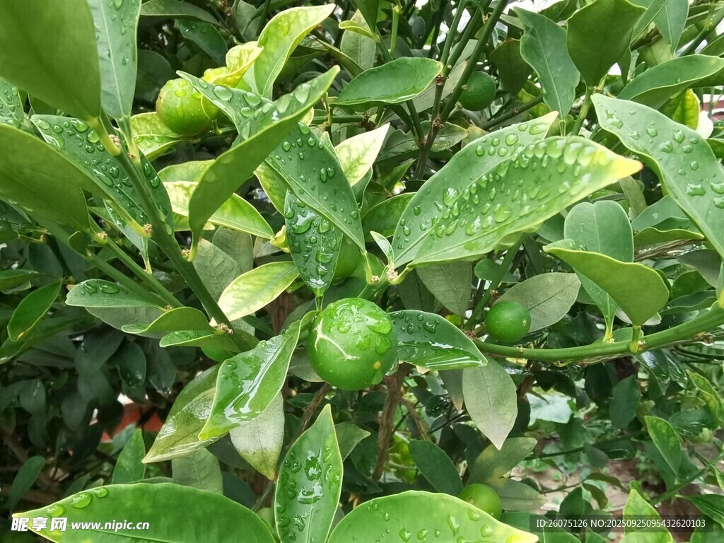 青嫩柑橘果与繁茂绿叶