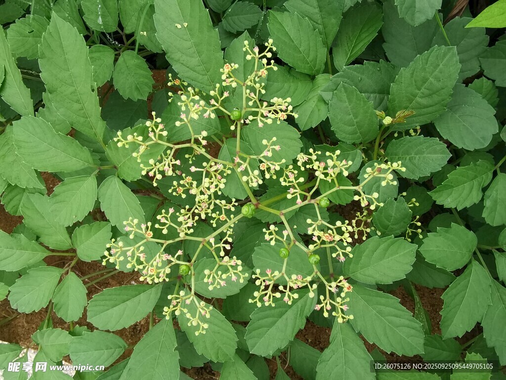 绿叶间的细碎小花