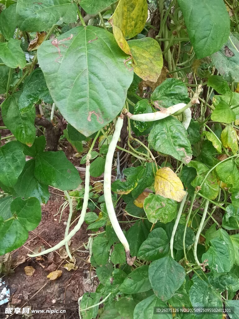 藤蔓上的鲜嫩长豆角