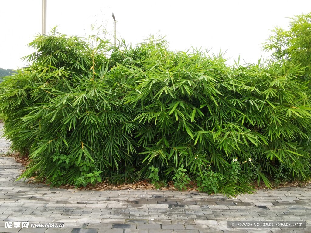 翠绿竹林景观