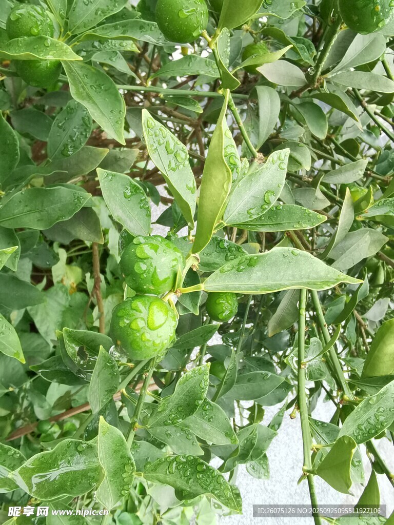 树上的青果与绿叶