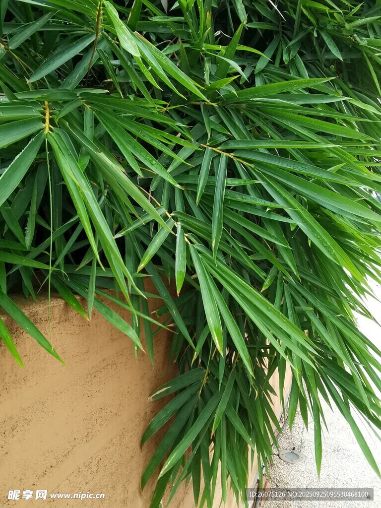 翠绿细长叶片的盆栽植物