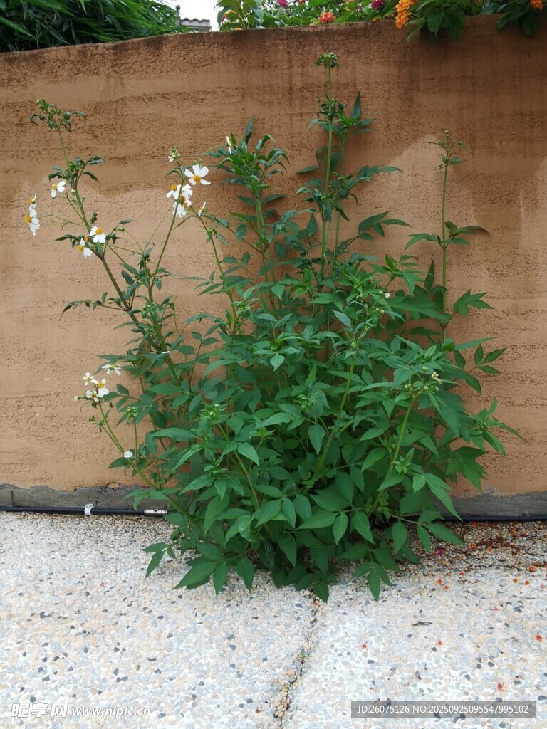 墙边绽放的绿植花卉