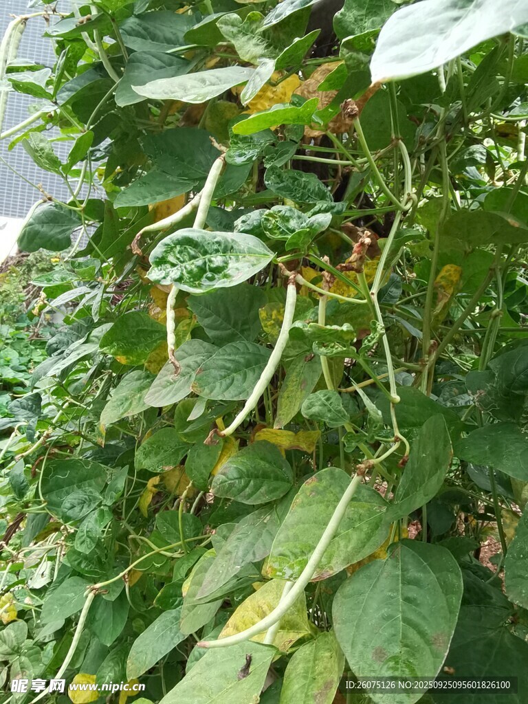 绿叶间的豆角藤蔓