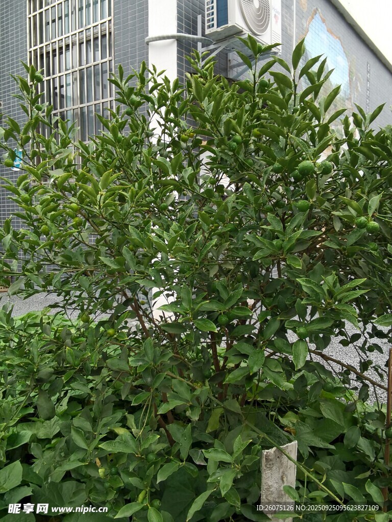 城市中葱郁的绿植景观