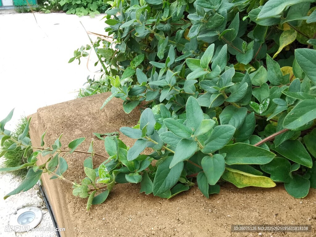 绿叶植物生长于地面
