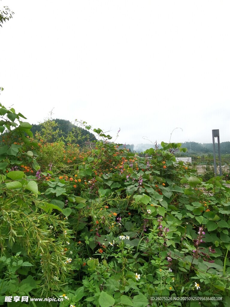繁茂绿植景观