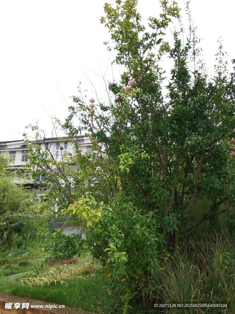户外繁茂绿植景观