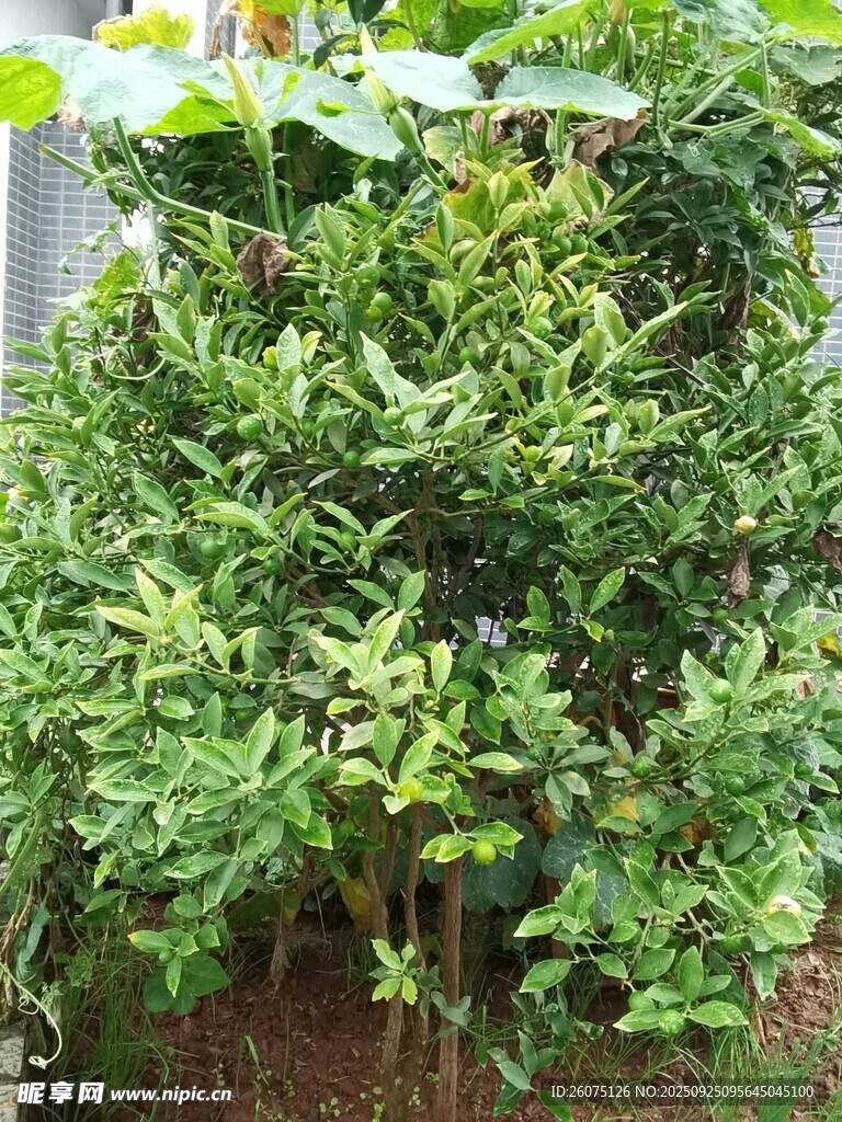 茂盛绿植景观