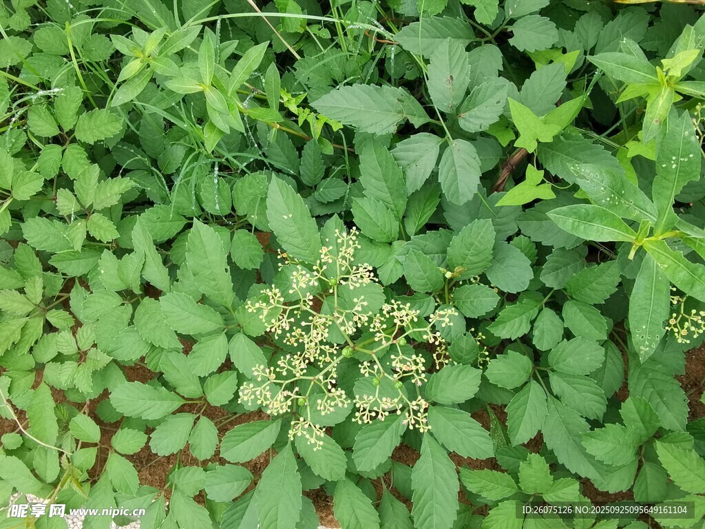 绿叶丛中的白色小花
