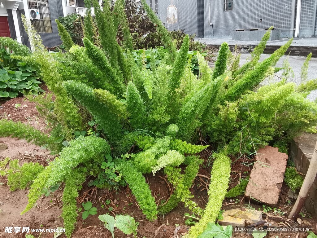 翠绿蕨类植物生机盎然