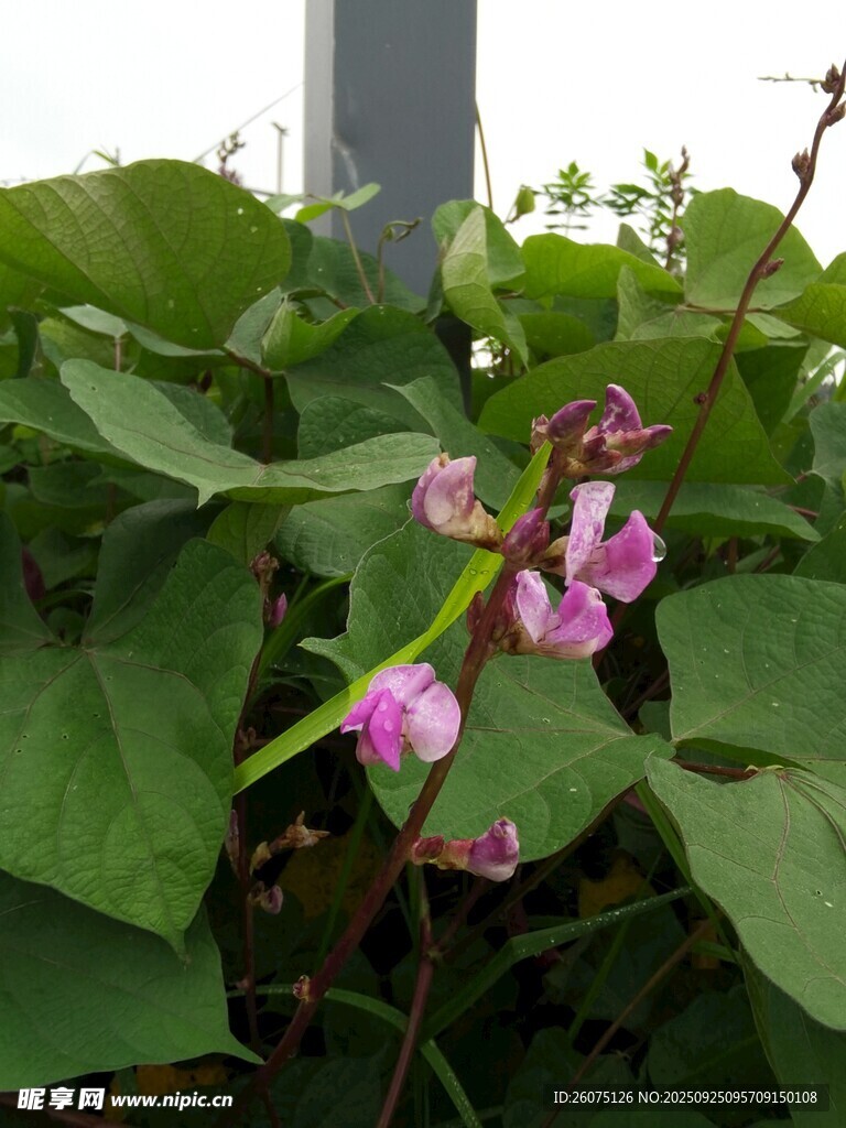 紫花绿叶的豆角植株