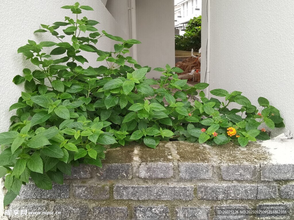 墙边绿植生机盎然