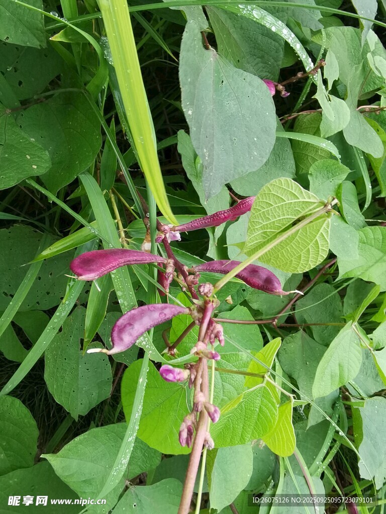 紫色花卉绽放于绿叶间