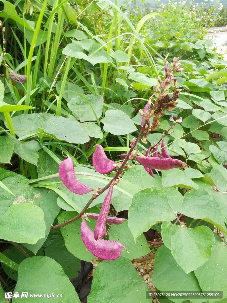 绿叶间的粉色红薯花