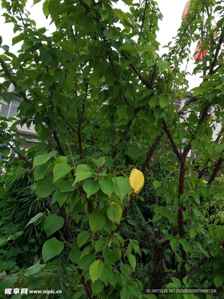 绿叶丛中的黄色醒目叶片