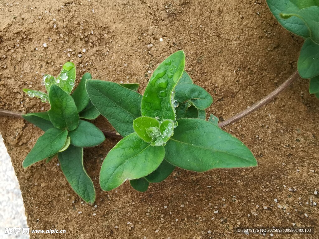绿叶植物特写
