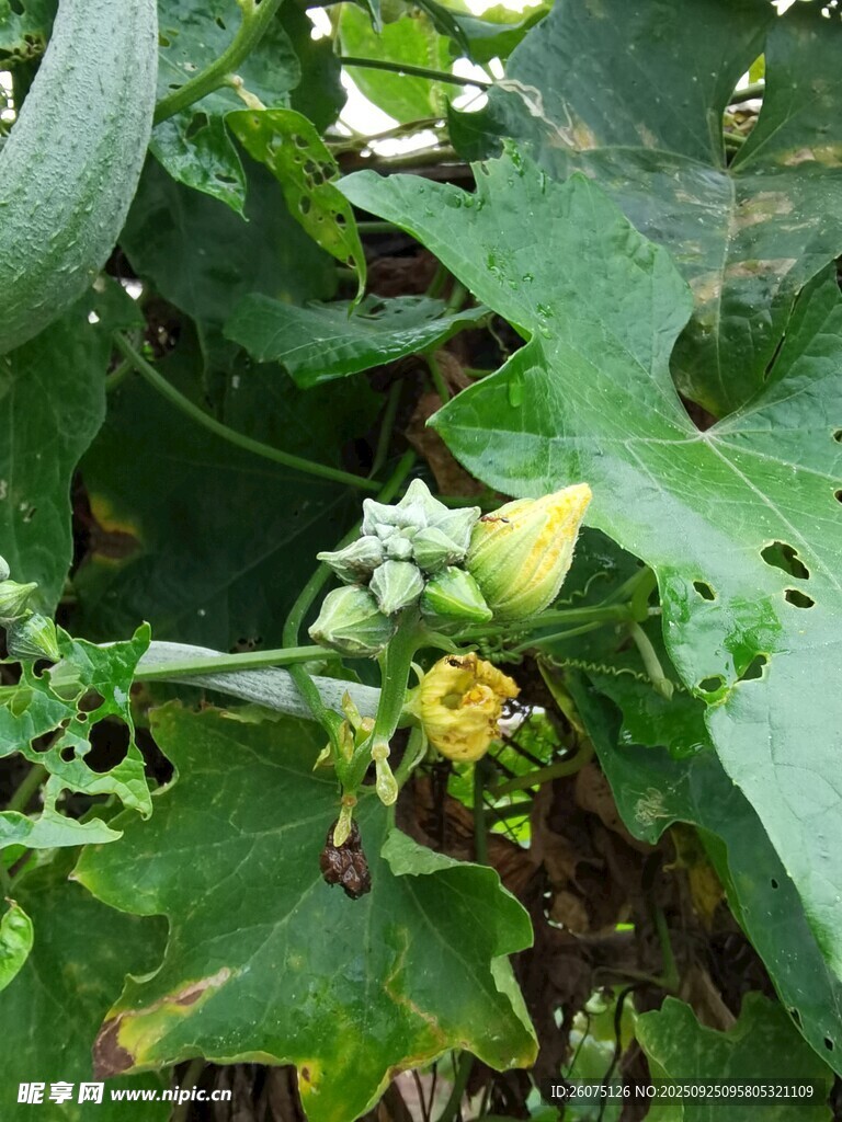 南瓜藤上的娇嫩黄色花朵