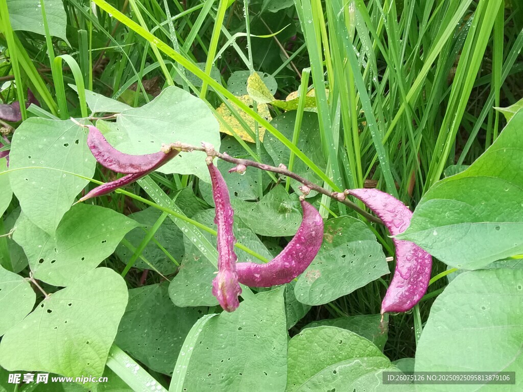 紫色豆角藤蔓上的收获