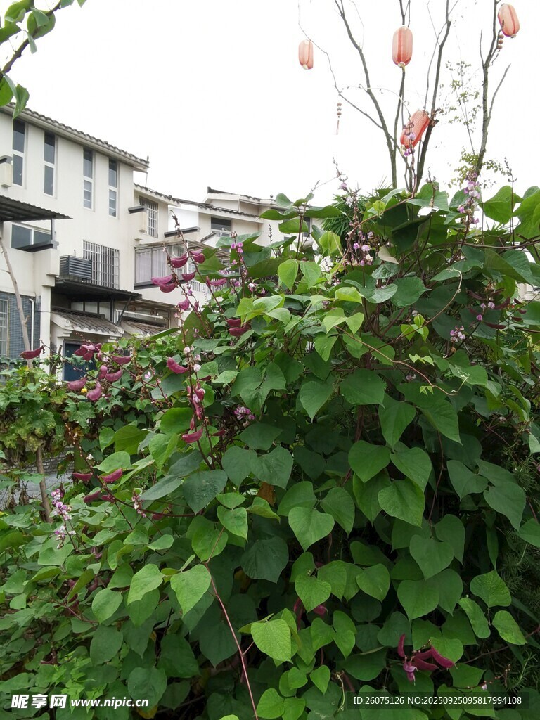绿叶繁花装点的庭院角落