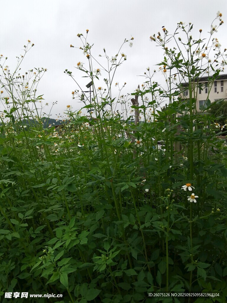 野外繁茂的绿色植物景观