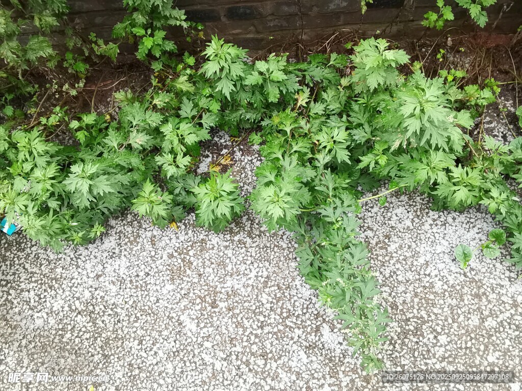 地面绿植景观