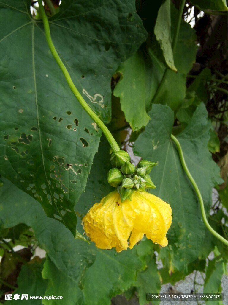 黄色瓜花绽于绿叶间