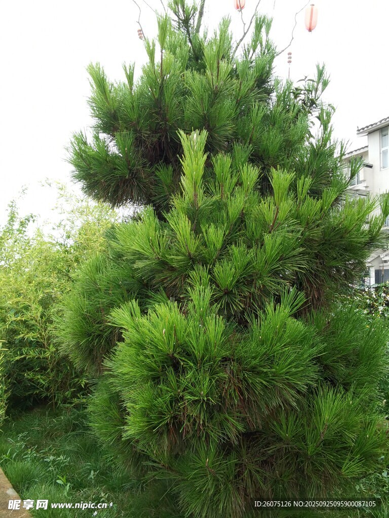 挺拔翠绿的单株松树