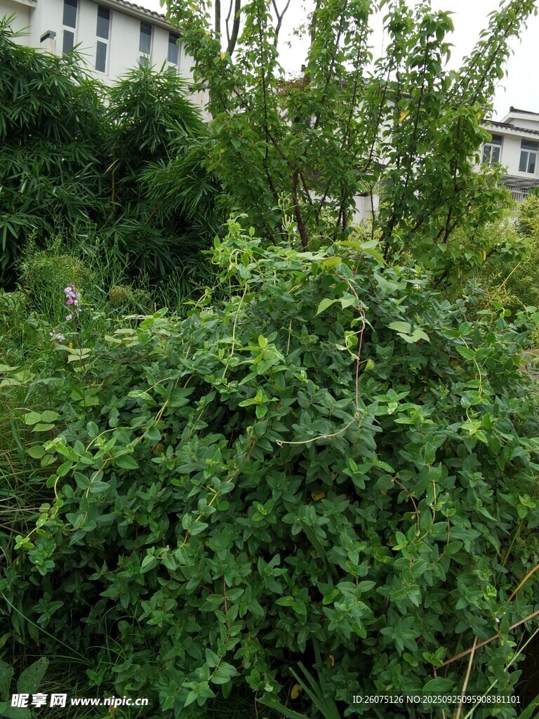 繁茂绿植景观