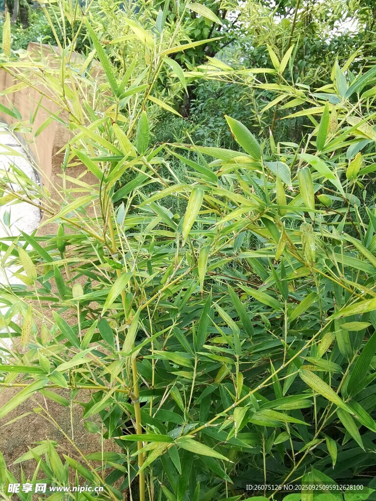 翠绿竹林景观