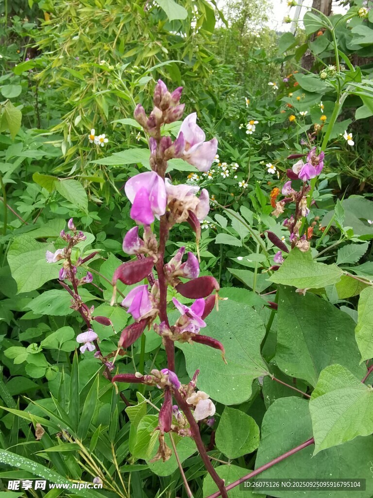 绿叶丛中绽放的紫色花朵