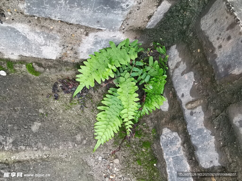 石缝中生长的翠绿蕨类植物