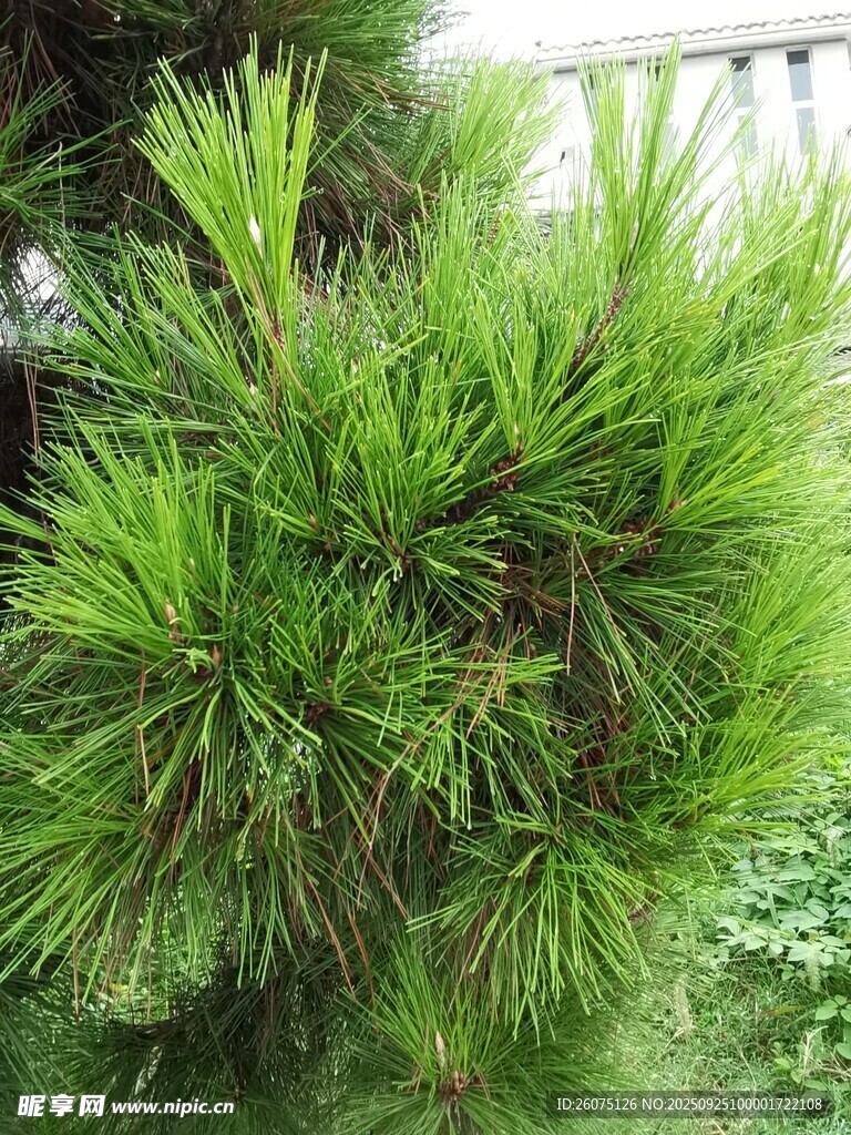 翠绿松树生机盎然